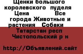 Щенки большого (королевского) пуделя › Цена ­ 25 000 - Все города Животные и растения » Собаки   . Татарстан респ.,Чистопольский р-н